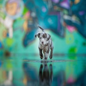 Meet your Posher, Daniel